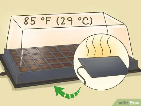 Image titled Grow Seedless Watermelons Step 4