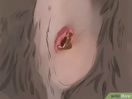 Image titled Diagnose Canine Anal Sac Problems Step 6