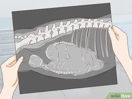Image titled Tell if a Dog Is Pregnant Step 14