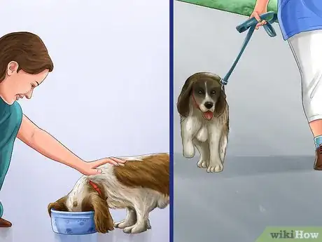 Image titled Help an Abused Dog Step 11