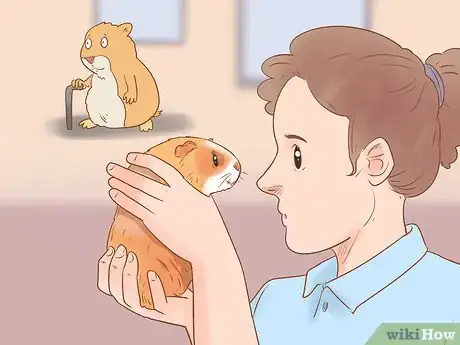 Image titled Neuter Your Guinea Pig Step 12