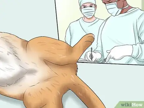 Image titled Prepare Your Cat for a New Baby Step 4