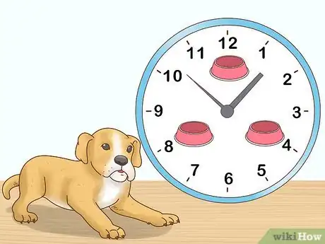 Image titled Care for Boxers Step 2