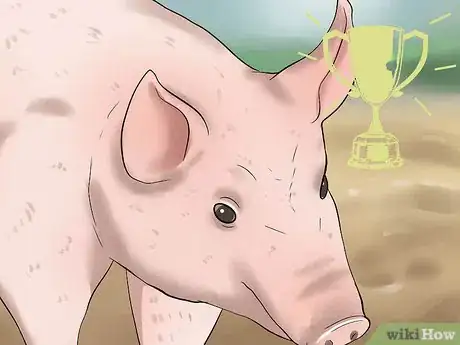 Image titled Pick out a Market Hog Step 1