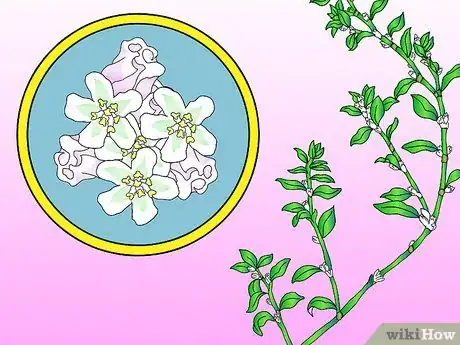 Image titled Identify Knotweed Step 9