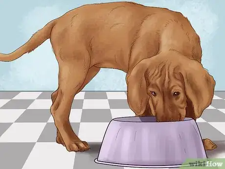 Image titled Know if Your Senior Dog Should Go on a Diet Step 8