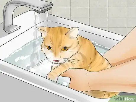 Image titled Help Your Cat Enjoy Having a Bath Step 1