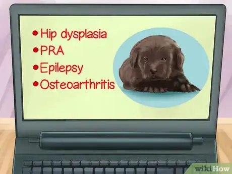 Image titled Buy a Chocolate Labrador Step 13