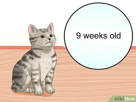 Image titled Care for Egyptian Maus Step 2