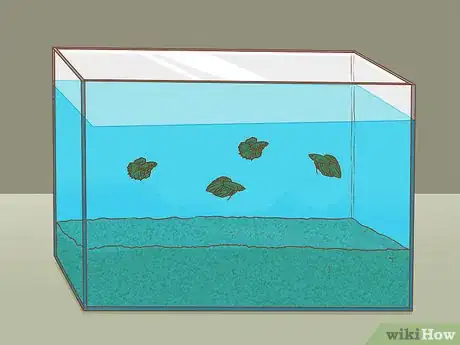 Image titled Help Pet Shop Bettas Step 9