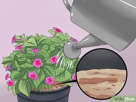 Image titled Grow Four O' Clock Flowers Step 15