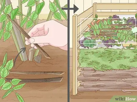 Image titled Prune Elderberries Step 8