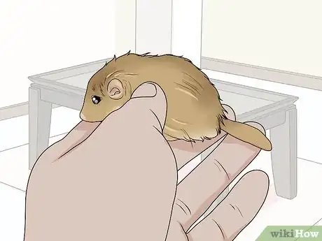 Image titled Choose a Gerbil Breed Step 4