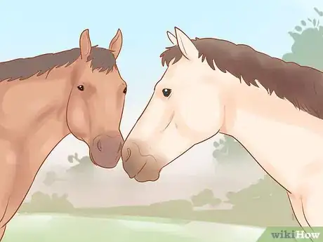 Image titled Keep a Horse from Cribbing Step 5