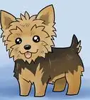 Draw a Yorkie