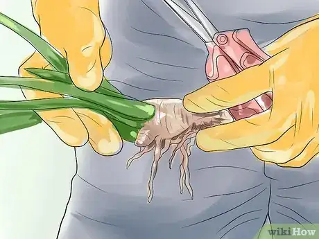 Image titled Get Irises to Bloom Step 3