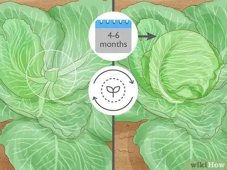 Image titled Harvest Cabbage Step 6