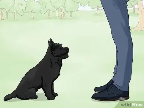 Image titled Identify a Cairn Terrier Step 13
