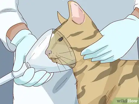 Image titled Diagnose and Treat Pyothorax in Cats Step 10