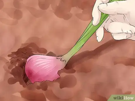 Image titled Grow Onions from Seed Step 14