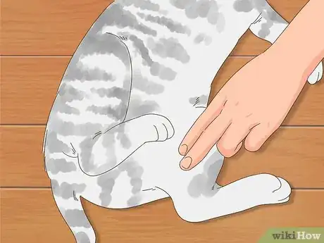 Image titled Diagnose and Treat Zinc Poisoning in Cats Step 6