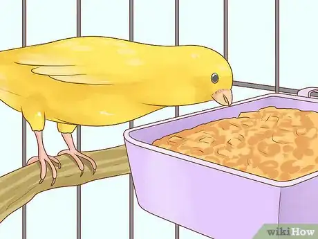 Image titled Know if a Canary Is Right for You Step 5