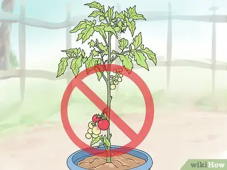 Image titled Prune Patio Tomatoes Step 3