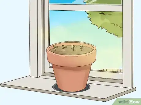 Image titled Grow Lettuce Indoors Step 8
