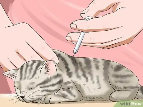 Image titled Care for Egyptian Maus Step 3