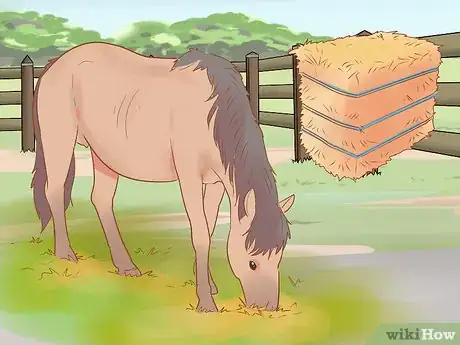 Image titled Condition Your Horse for Endurance Riding Step 15