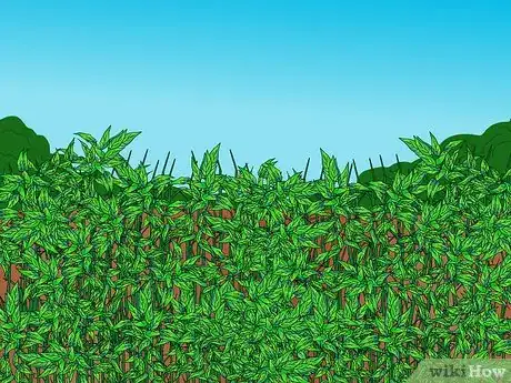 Image titled Identify Knotweed Step 1