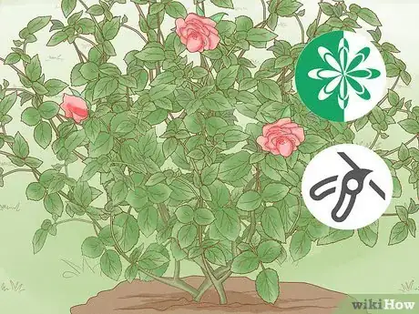 Image titled Prune Tea Roses Step 9