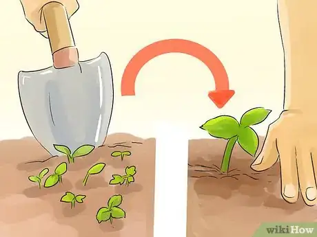 Image titled Harvest Heartsease Step 6