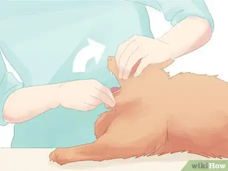 Image titled Save a Choking Cat Step 8