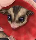 Pick a Healthy Sugar Glider