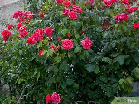 Image titled Plant a Cut Flower Garden Step 3