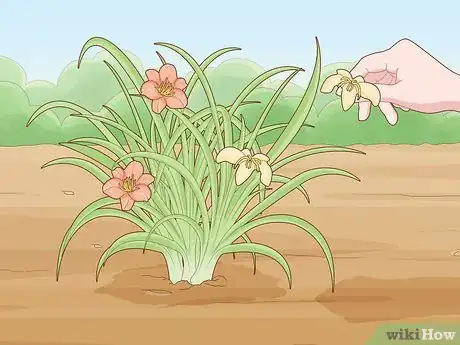 Image titled Prune Daylily Step 1