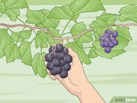 Image titled Grow Scuppernongs Step 20