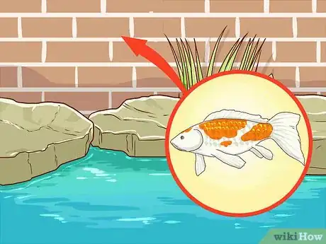 Image titled Clean a Koi Pond Step 9