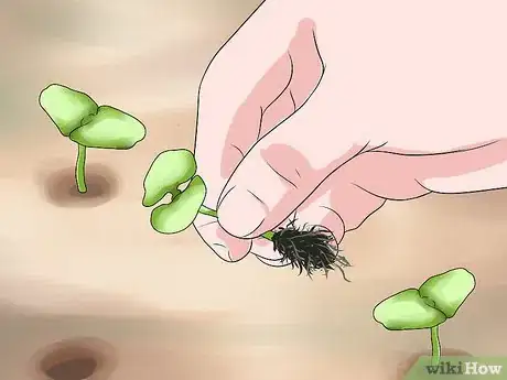 Image titled Grow Vegetables in Small Gardens Step 13