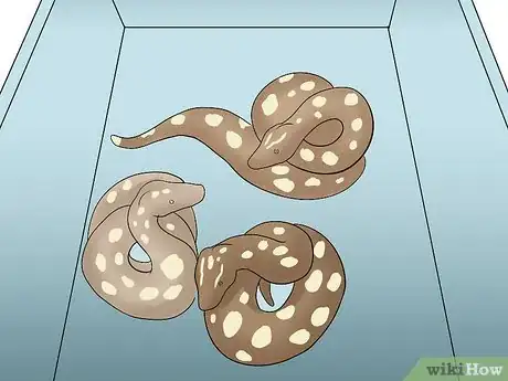 Image titled Breed Ball Pythons Step 16