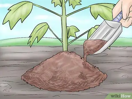 Image titled Plant a Tulip Poplar Tree Step 11