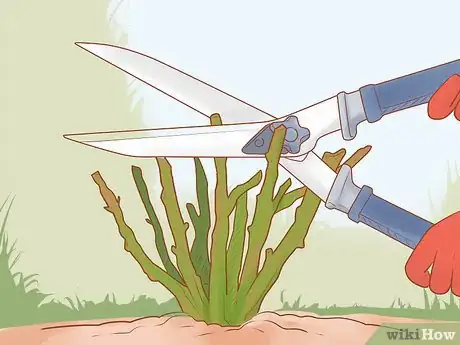 Image titled Grow Roses Organically Step 11