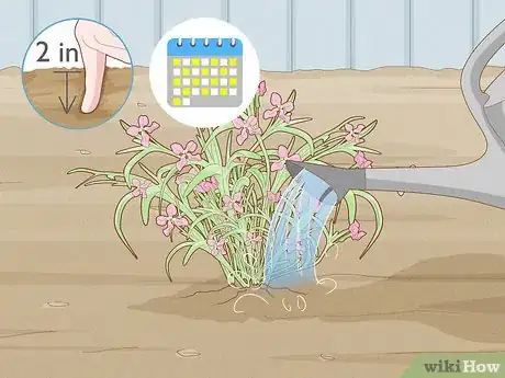 Image titled Grow Night Scented Stock Step 19