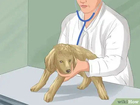 Image titled Select a Toy Poodle Step 6