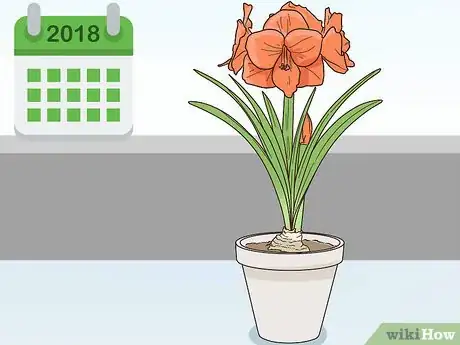 Image titled Plant Amaryllis Step 1
