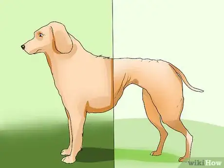 Image titled Diagnose Canine Cancer Step 2