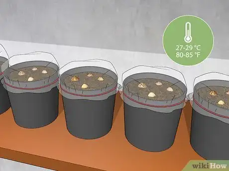 Image titled Plant an Areca Palm Step 6