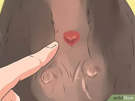 Image titled Diagnose Canine Anal Sac Problems Step 1