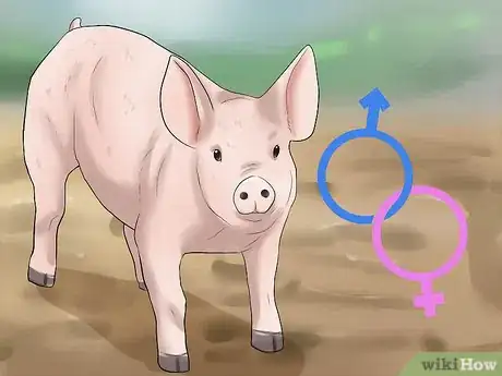 Image titled Pick out a Market Hog Step 3